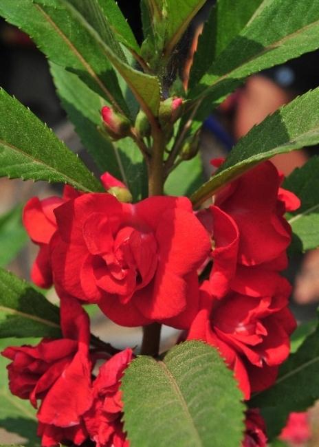 Que sala de flores com uma flor vermelha são adequadas para decoração de interiores