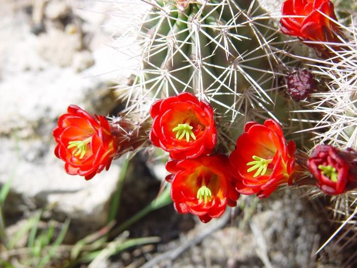 cactus quantas flores