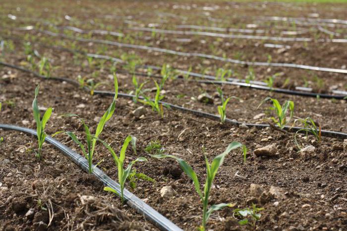 conta-gotas para irrigação por gotejamento 