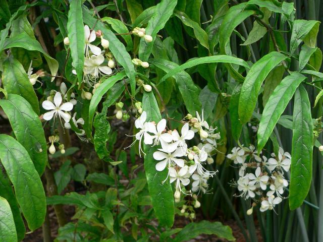 Clerodendrum de Wollich