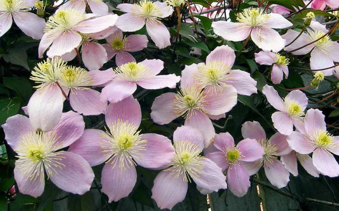 Clematis mountain pink: plantio e cuidado, comentários, fotos