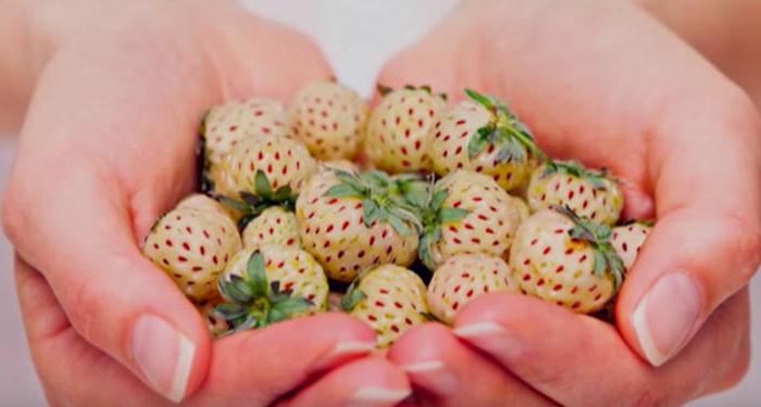 Strawberry Pineberry: descrição, cultivo, análises