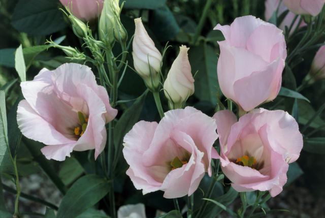 quarto eustoma cultivo e cuidado