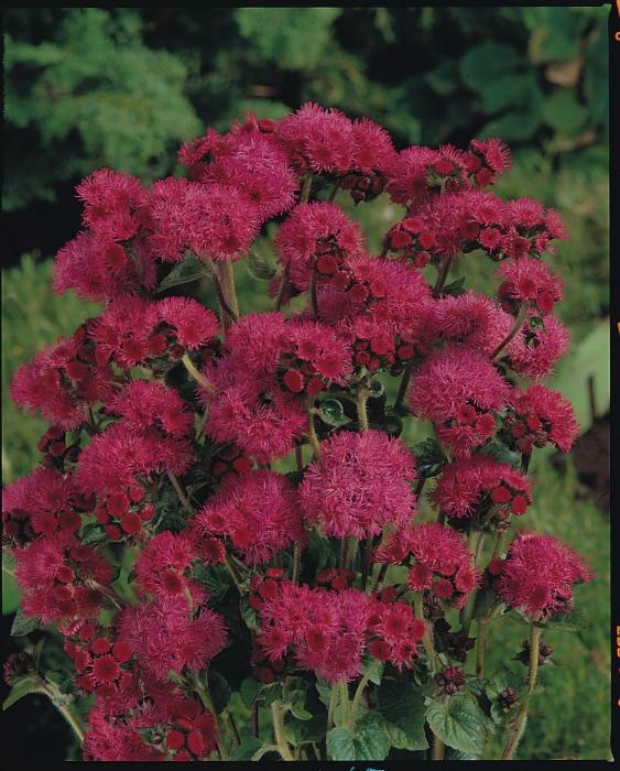 ageratum de sementes