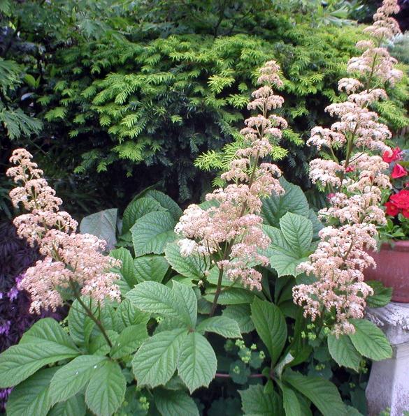 Rodgersia de folhas largas: plantação e cuidados