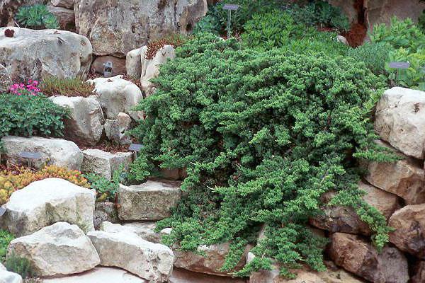 Juniper reclinado de Nana: plantação, enfermagem, características crescentes