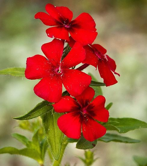 Horticultores - phlox anual (plantio e cuidado)