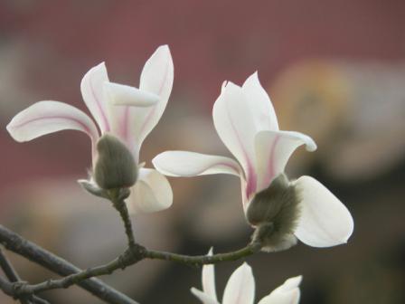 magnólia de flor grande