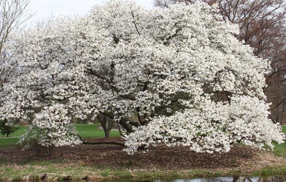 cultivo de grandes flores de magnólia