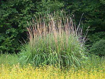 Miscanthus - cana chinesa