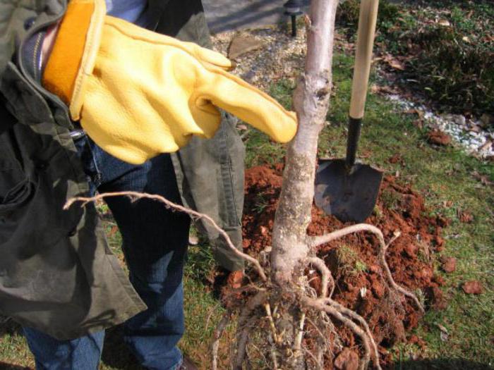 bairro de maçã e cereja no site 