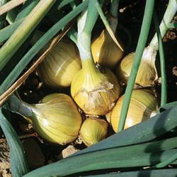 Você precisa saber exatamente quando plantar uma cebola