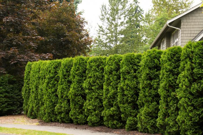 Poda Tui na Primavera - Específicos do Cuidado das Plantas