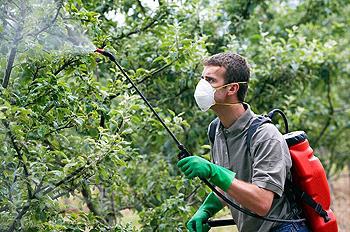 Polvilhar de árvores frutíferas no outono