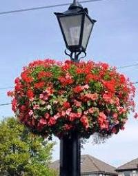 Pelargonium ivy-leaved: variedades e características do cultivo