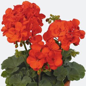 pelargonium reprodução