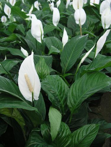 folhas pretas spathiphyllum