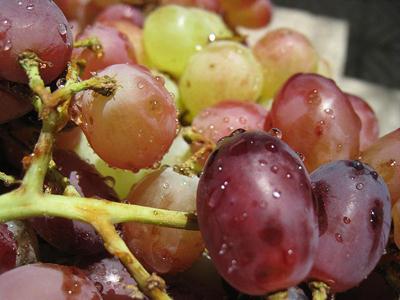 Alimentando as uvas na primavera - dicas e truques