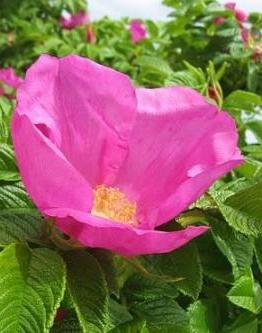 Rosa rugosa ou rosa mosqueta enrugada