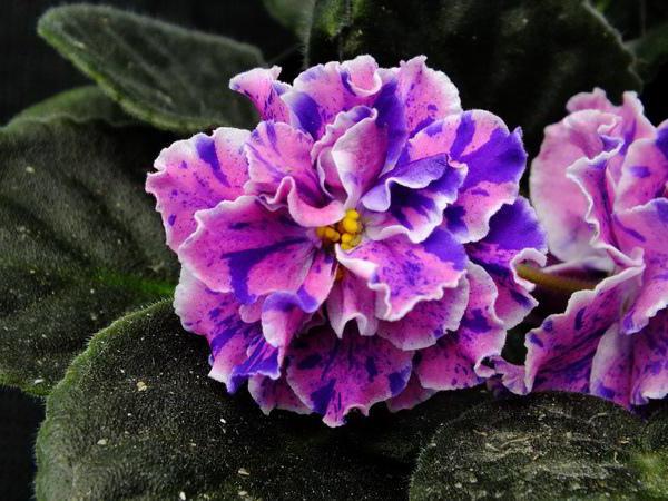 violeta de alecrim