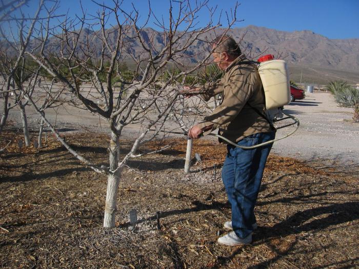 Trabalho sazonal no jardim: cuidar do jardim no início da primavera e inverno