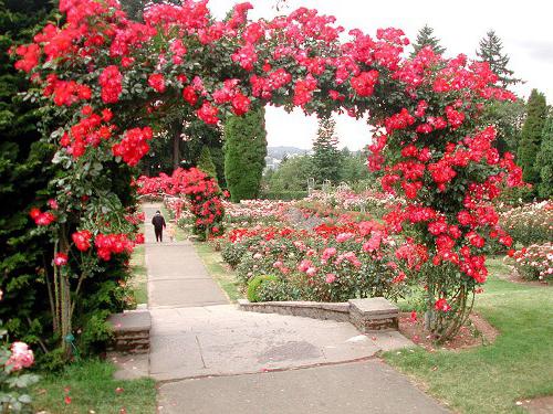 treliça de jardim