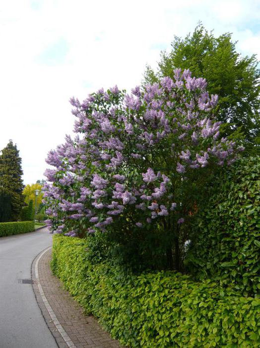 Lilac Katerina Havemeyer (comum): ajuda botânica