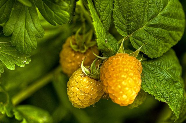 Framboesas amarelas doces e saudáveis