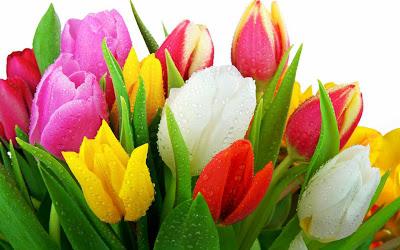 cultivo de tulipas e cuidados