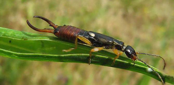 Earwig comum: descrição, foto, o que é perigoso e como se livrar