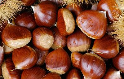 Aprendemos a plantar uma castanha adequadamente