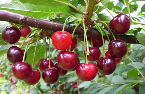 Variety cherry Brusnitsyna avaliações