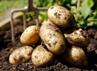 Cachecol de batatas de alto rendimento: Descrição da variedade