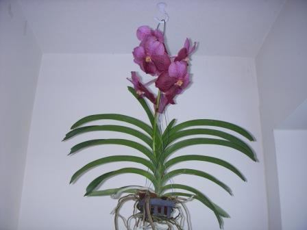 orquídea vanda como se importar