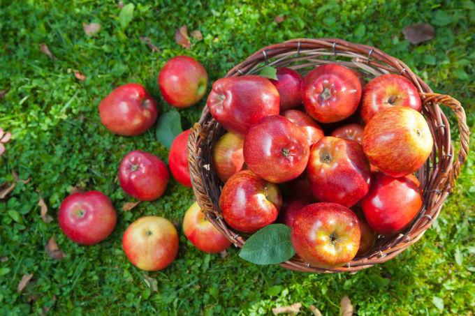 Macieira Orlik: frutas magníficas com um aroma maravilhoso