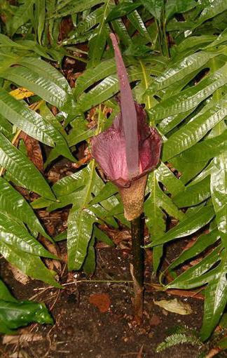 Serpentina, ou amorphophallus: cultivo e cuidado