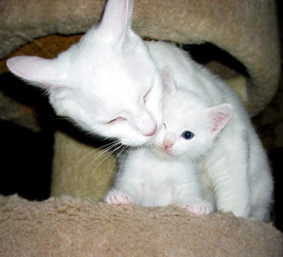 Por que sonhar com um gato branco? Interpretação dos sonhos