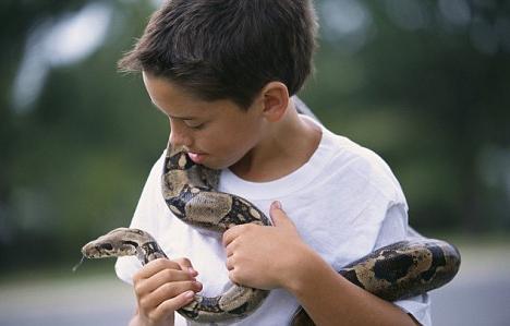 o que faz uma cobra grande sonhar