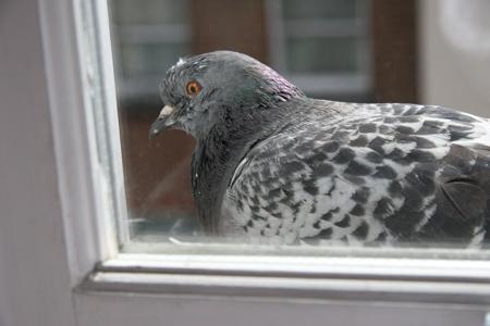 O pombo estava sentado no peitoril da janela? Não é só isso ...