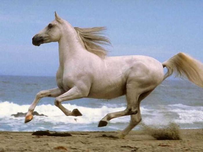 Interpretação de sonhos: por que um sonho de cavalo?