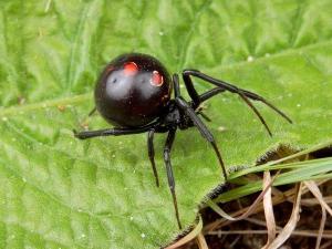 Sonho: o que faz uma aranha e teia