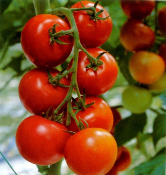 Interpretação de sonhos: o que um sonho de tomate?