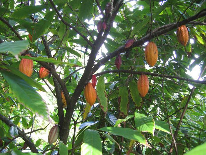 como é o chocolate amargo útil