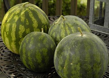 Como sal melancias em latas e tambores