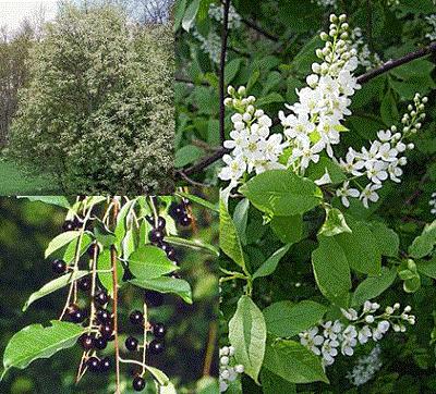 Como preparar uma conserva de cereja saborosa e útil para o inverno