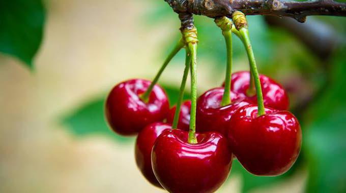 Benefício e dano da cereja doce. As propriedades curativas das bagas de verão