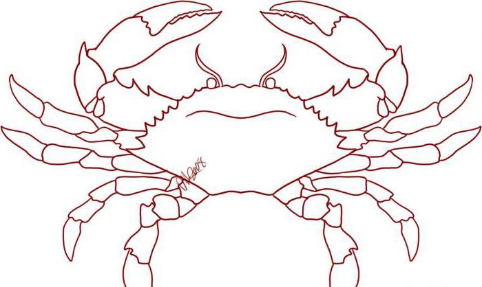 Como desenhar um caranguejo - instruções detalhadas