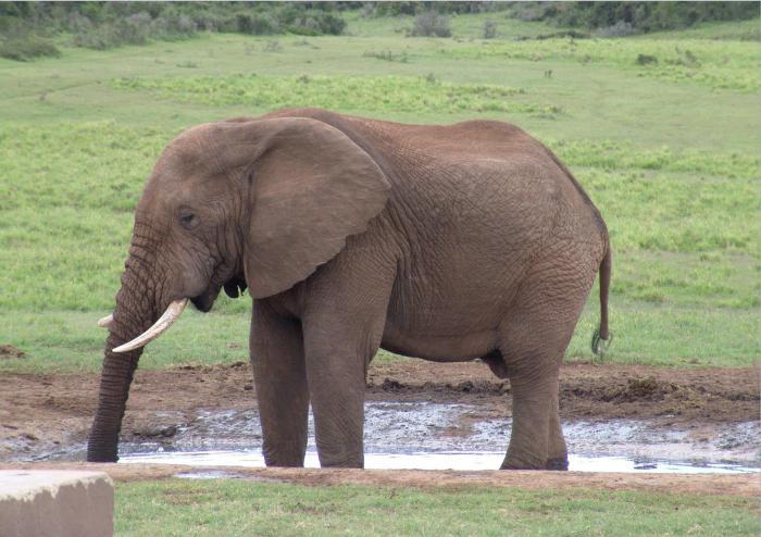 qual elefante não tem respostas no nariz