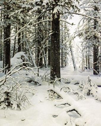 Obras-primas de pintores russos: uma descrição da pintura de Shishkin "Inverno"