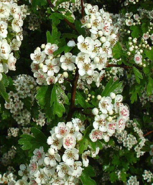 Hawthorn - beneficiar e prejudicar quando usado em medicina popular